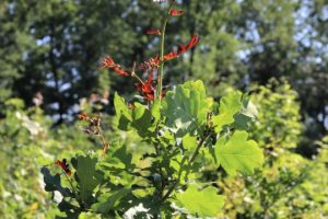 Ministerul Mediului, Apelor și Pădurilor a trimis în avizare interministerială propunerea de Ordonanță de urgență a Guvernului pentru aprobarea măsurilor necesare realizării campaniei naționale de împădurire și reîmpădurire prevăzute în Planul național de redresare și reziliență